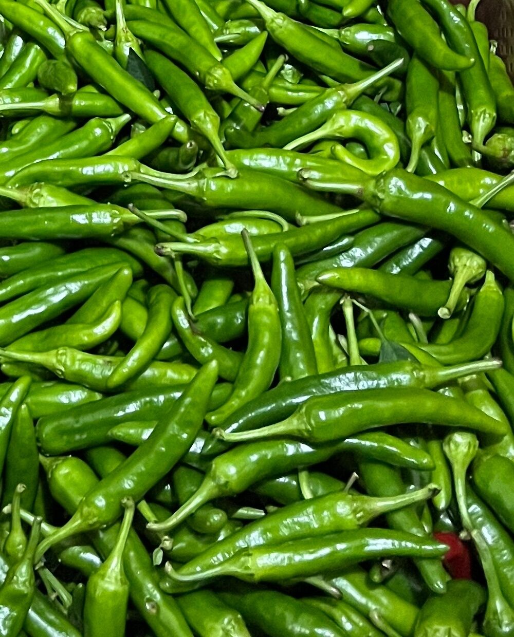 신선한 국내산 고추 500g