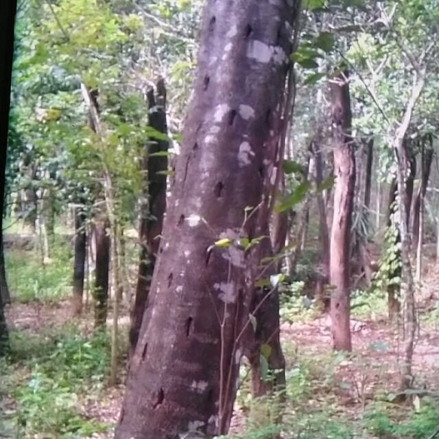 ㄹㄹ