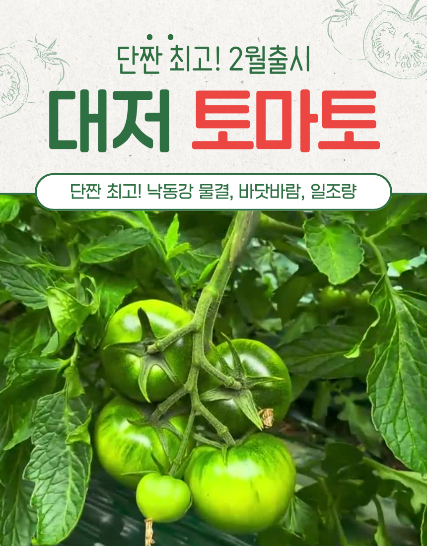 [2월 첫출하] 대저토마토(상) 2.5kg(L)