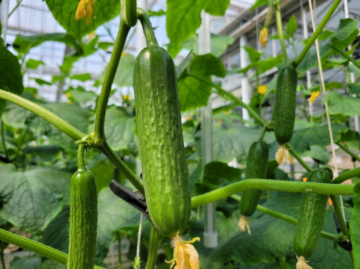 [출하중] 스마트팜 미니 오이 750g(10개 내외)
