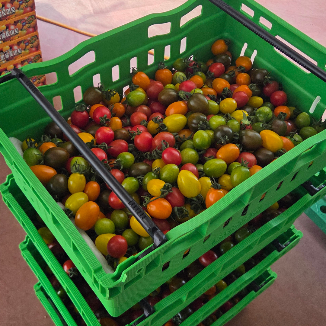 [출하중]오색 방울 토마토 1.5kg