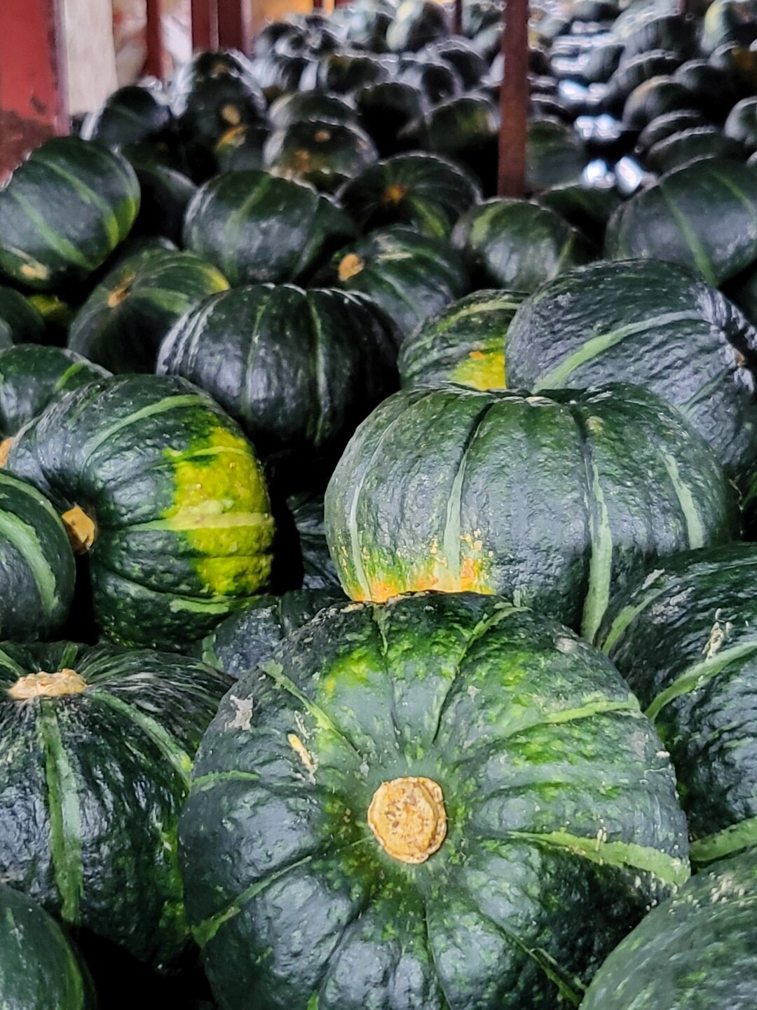 [출하중] 제주 밤호박 1kg(2~5과)