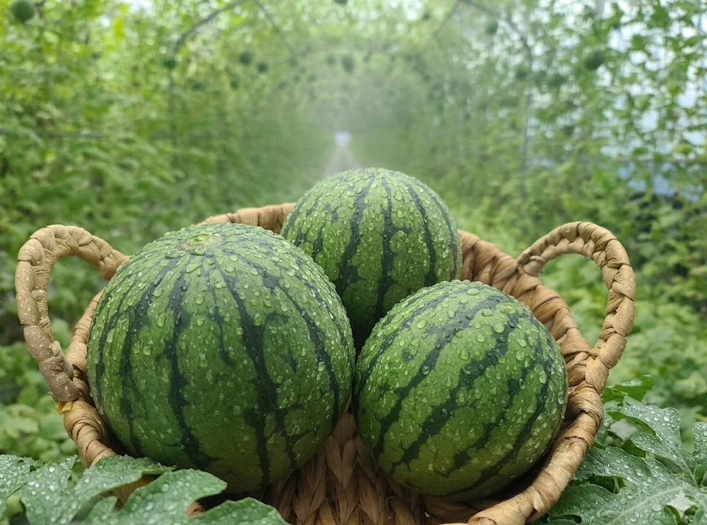[6중순 다시 출하예정] 프리미엄 애플수박 6수