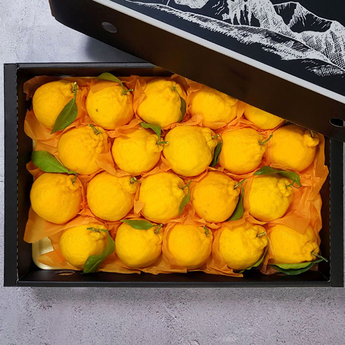 [굿파머] 제주 한라봉 선물세트 4.5kg(소과)