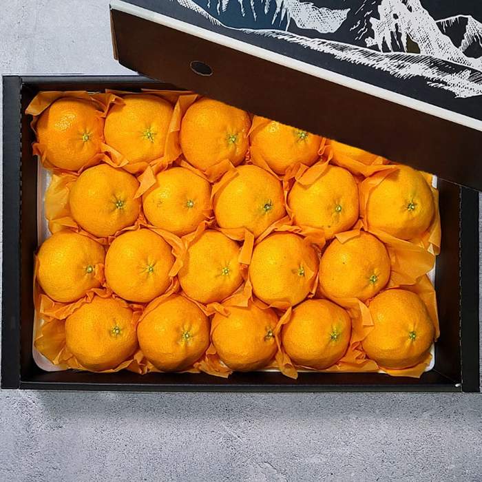 [굿파머] 제주 레드향 선물세트 4.5kg(중과)