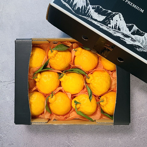 [굿파머] 제주 한라봉 선물세트 2.5kg(중과)