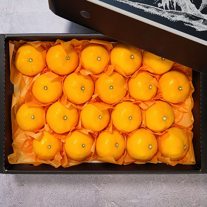 [굿파머] 제주 천혜향 선물세트 4.5kg(대과)