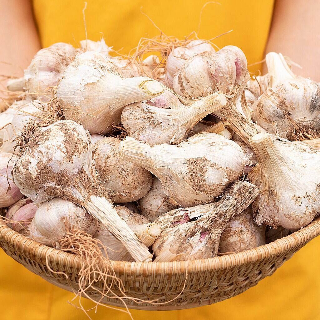 마늘 (1접/100개)