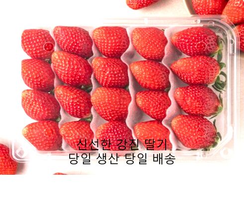 당일수확 당일배송 신선딸기