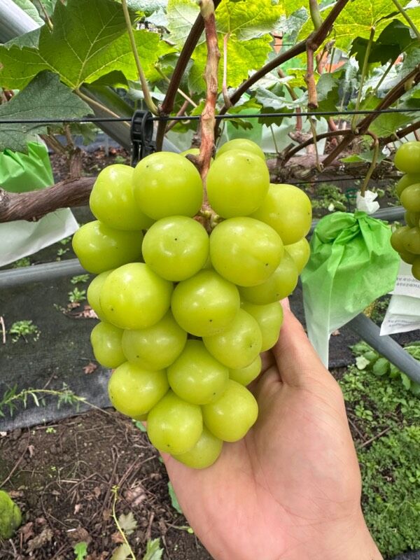 출하예정(2026-01-09)_포도