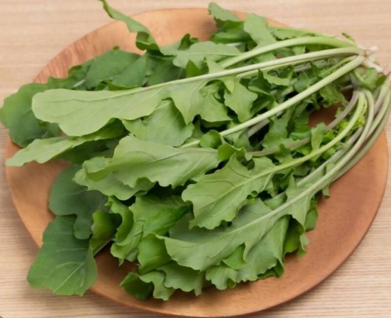 출하예정(2026-01-10)_루꼴라