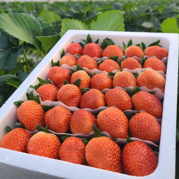 국내산 설향 딸기 특품 로얄과 700g 24-35구