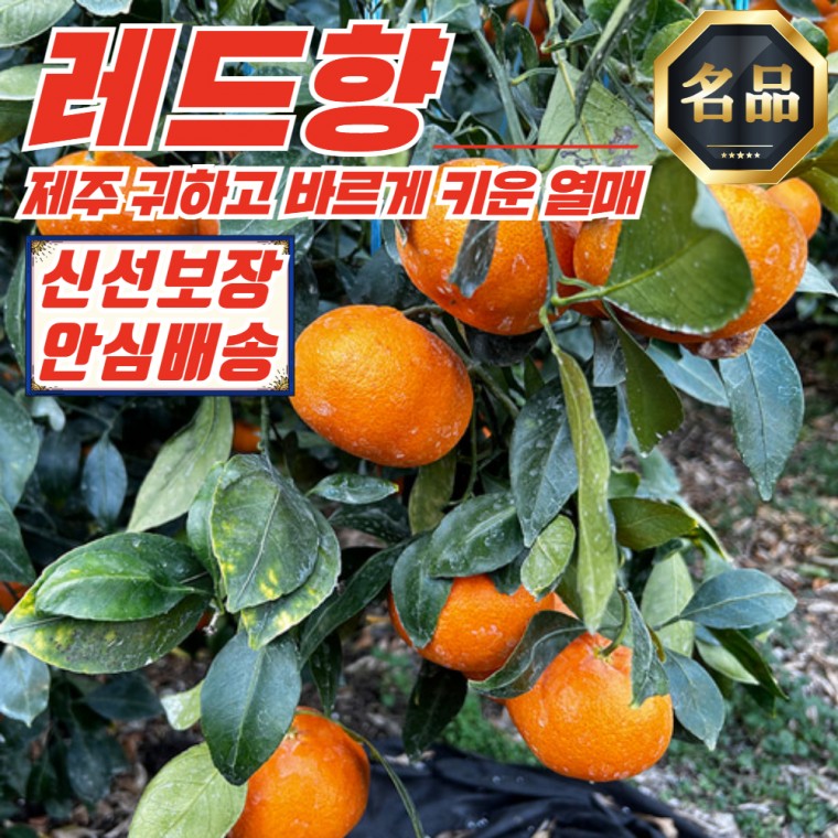 [푸디픽] 청정 제주 자연 레드향 못난이 4.5kg